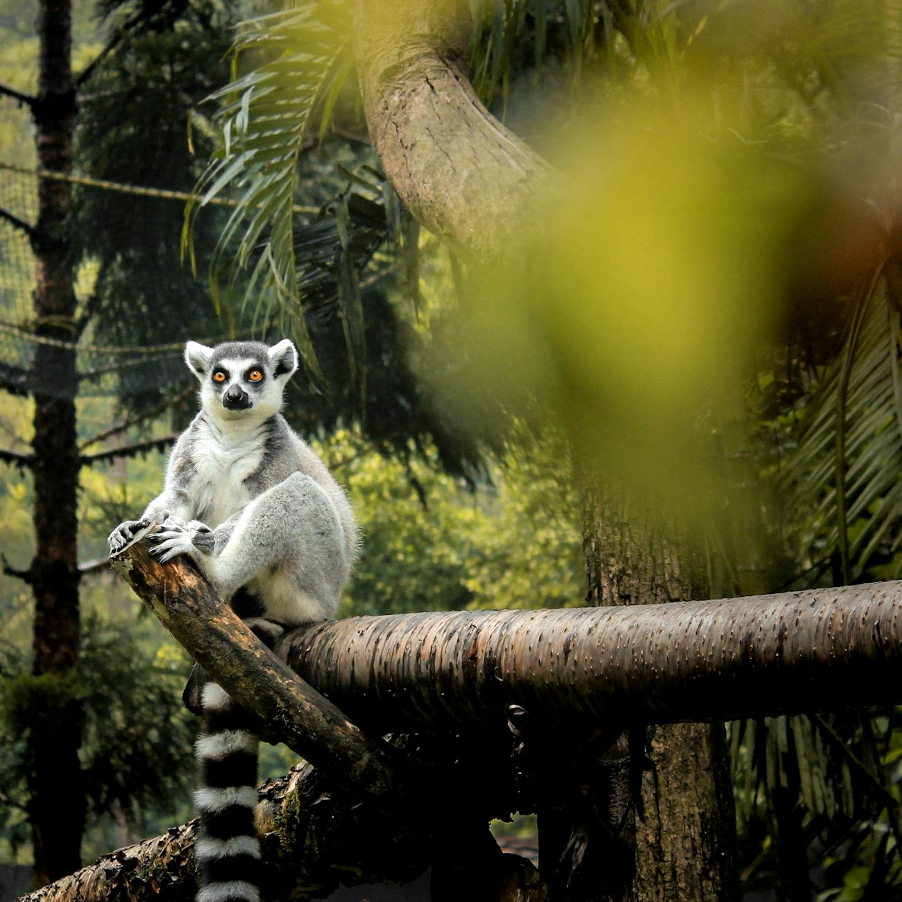 Meet the Ring-Tailed Lemur: Madagascar’s Striped-Tailed Socialites