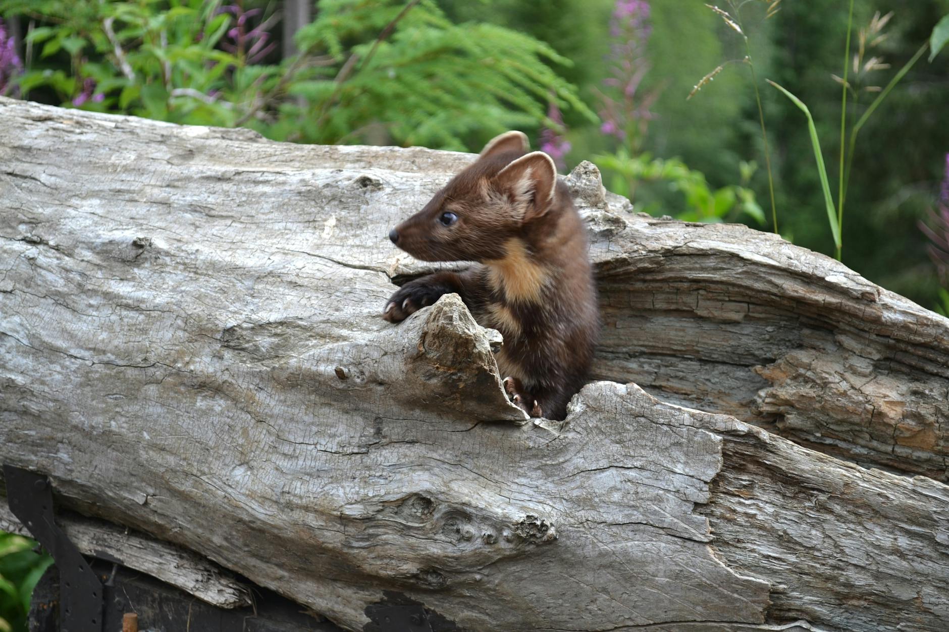 Meet the Marten