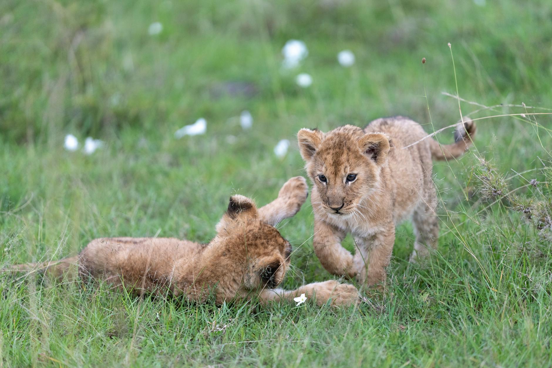 Surviving the Wild: The High-Stakes Life of Lion Cubs