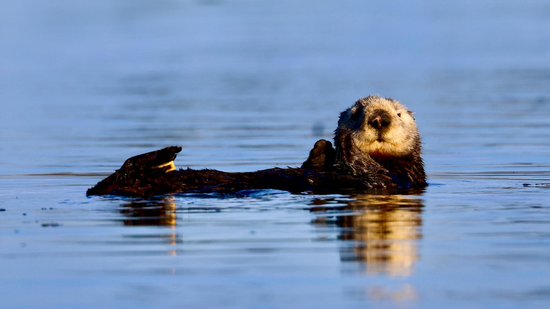 Meet the Sea Otter