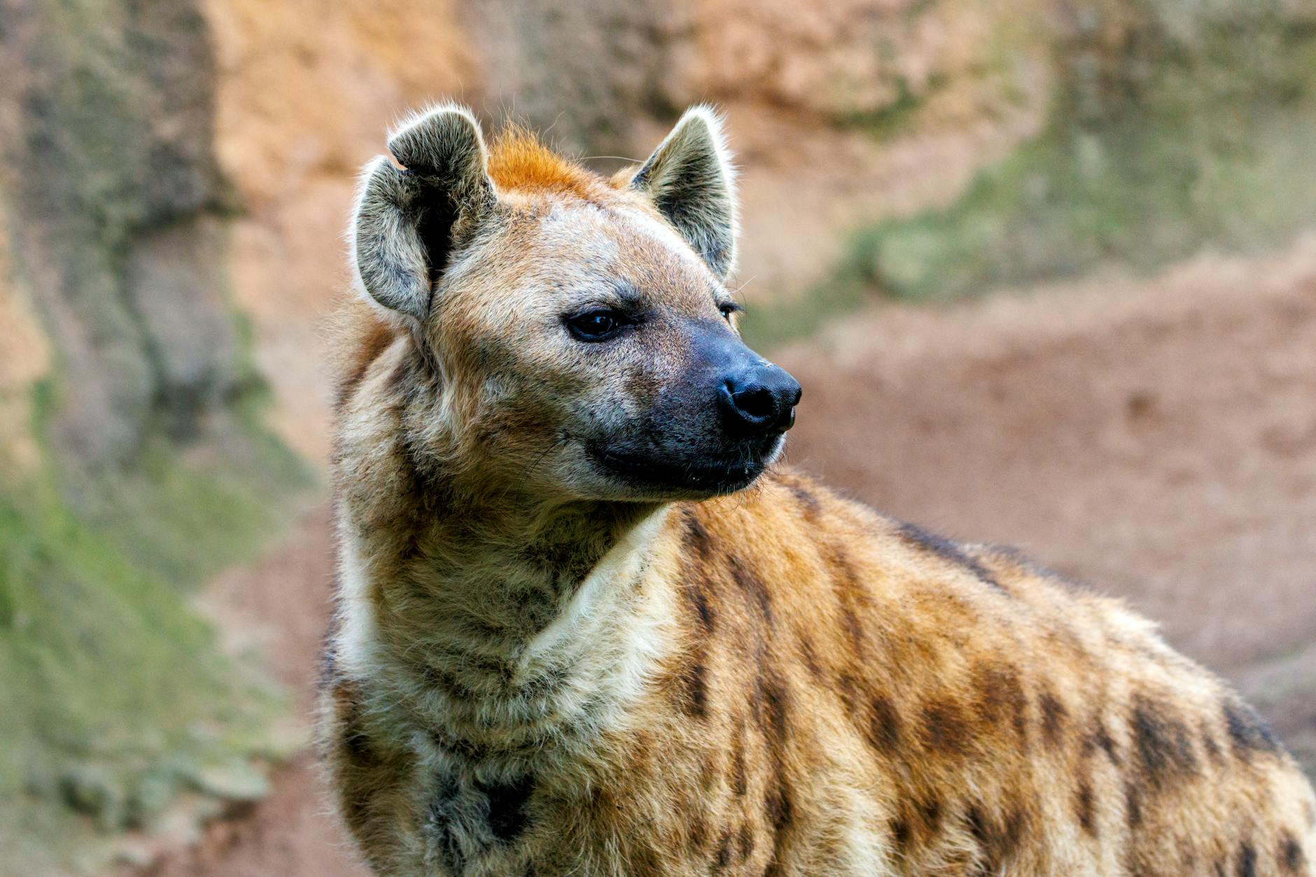 Meet the Hyena: Nature’s Most Misunderstood Predator