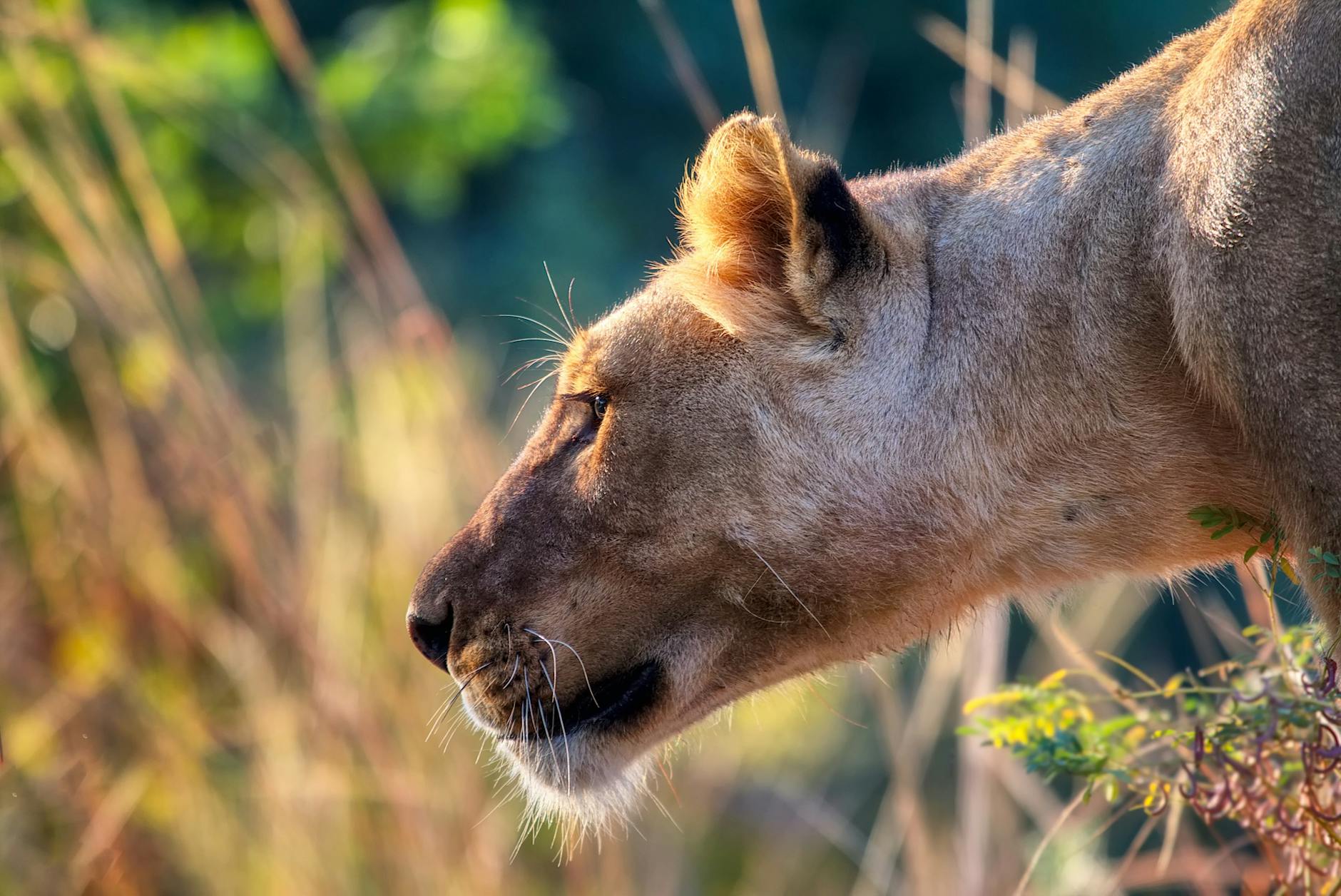 Huntresses of the Savanna: How Lionesses Work Together to Bring Down Prey