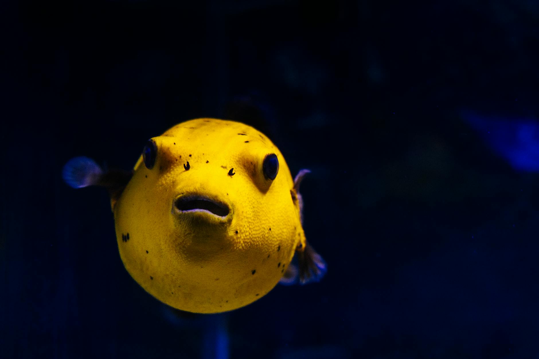 Meet the Puffer Fish: Ocean Oddball, Master Sculptor, and Silent Killer
