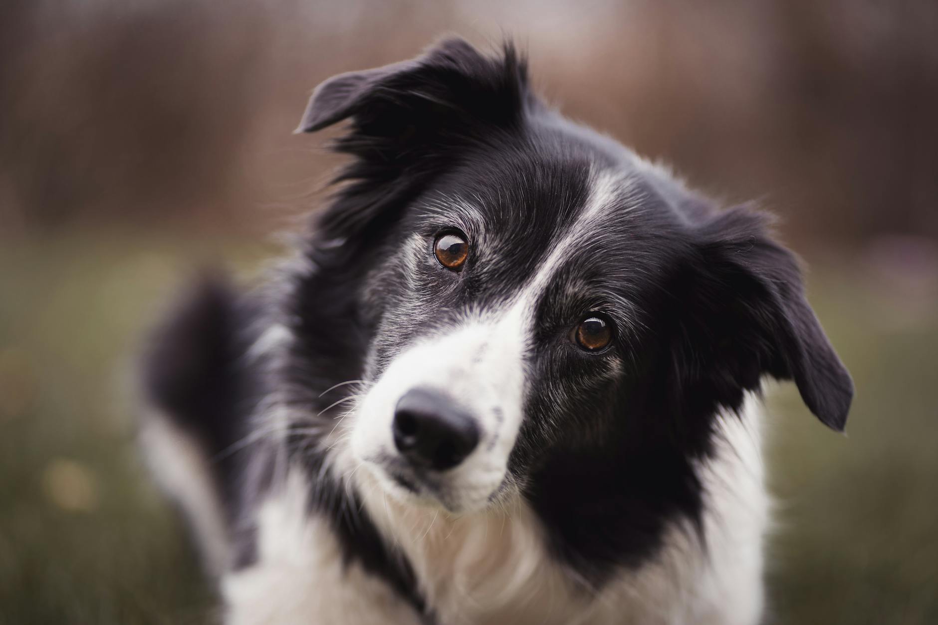 Your Dog Understands You Better Than You Think, Study Finds