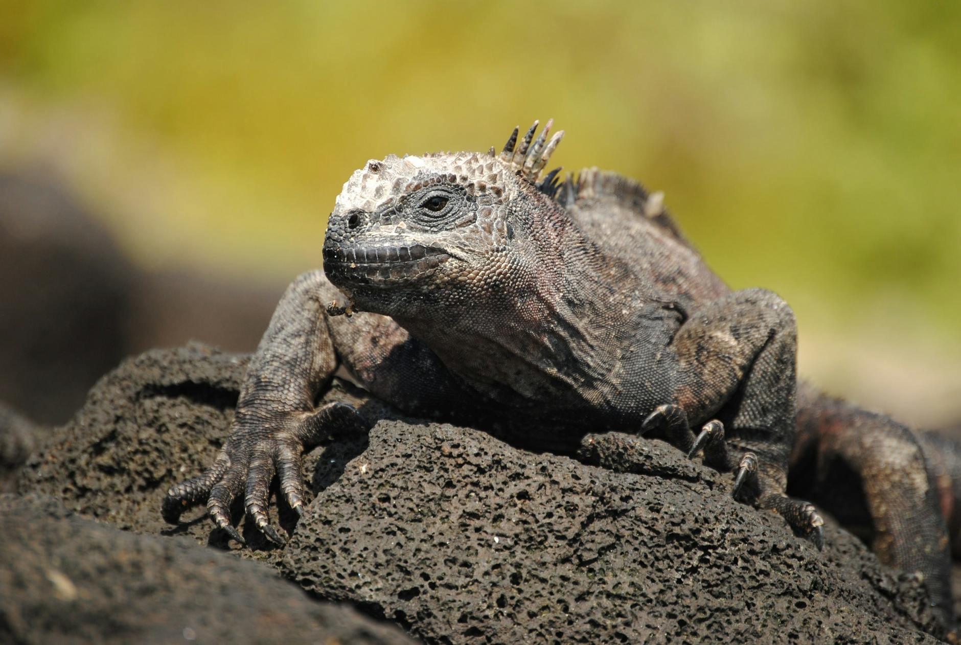 Meet the Marine Iguana: Darwin’s “Imps of Darkness”