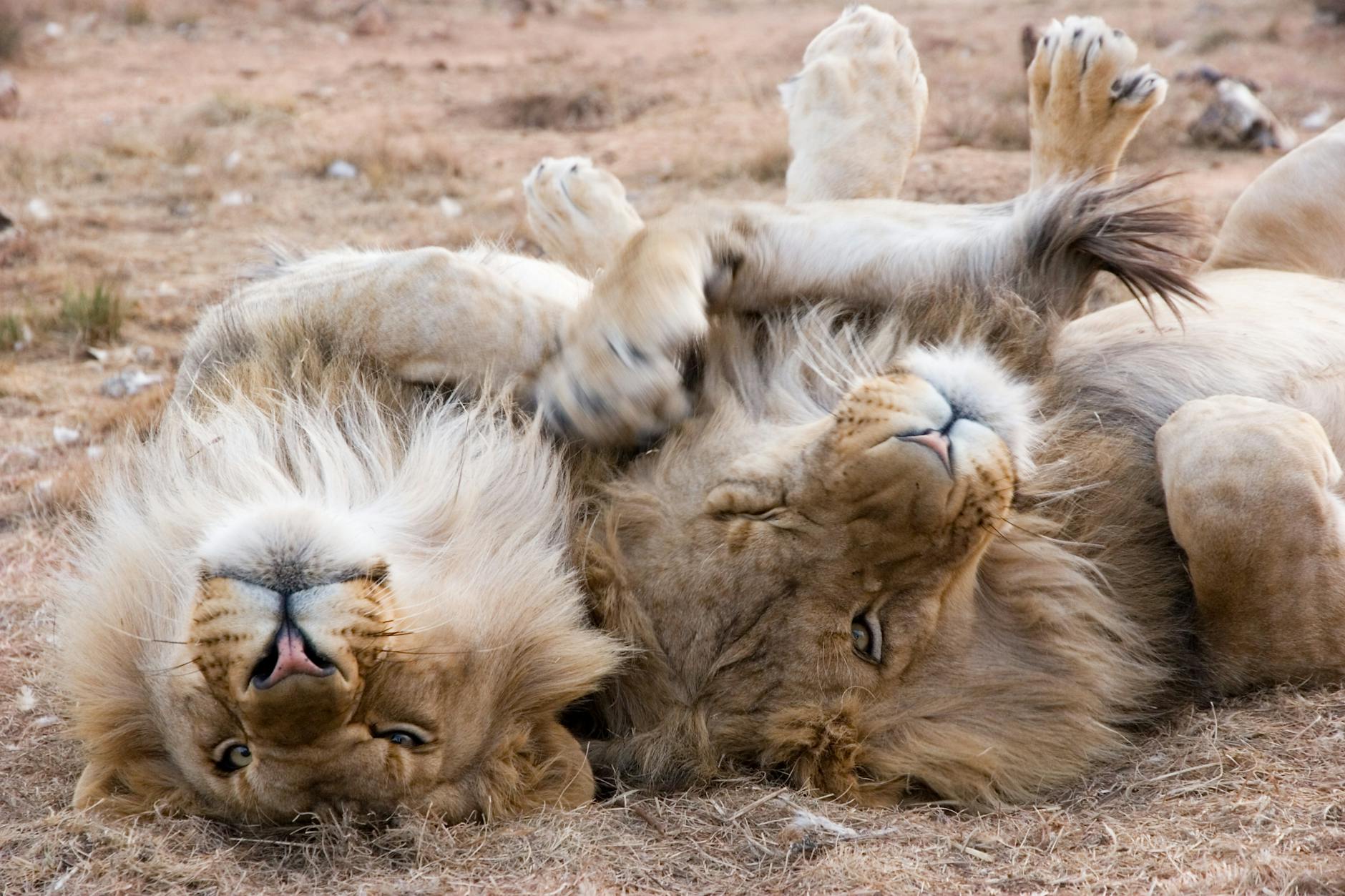 Brotherhood in the Wild: The Power of Male Lion Coalitions