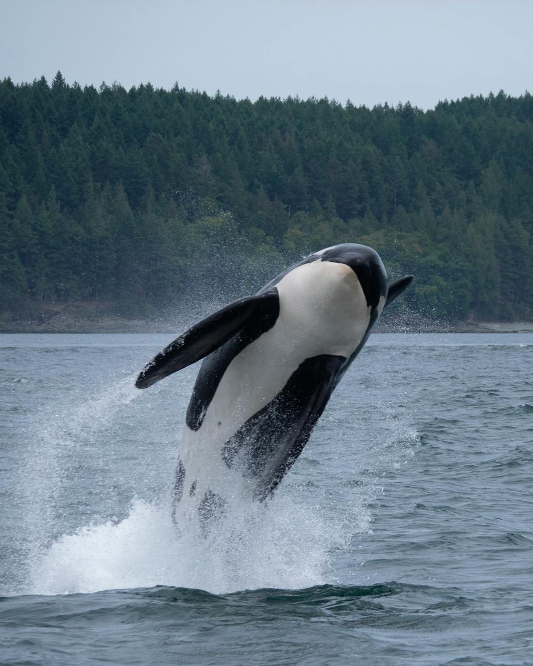FAQ: Are Orcas Dolphins or Whales?