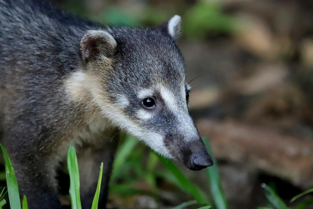 close up shot of a coati