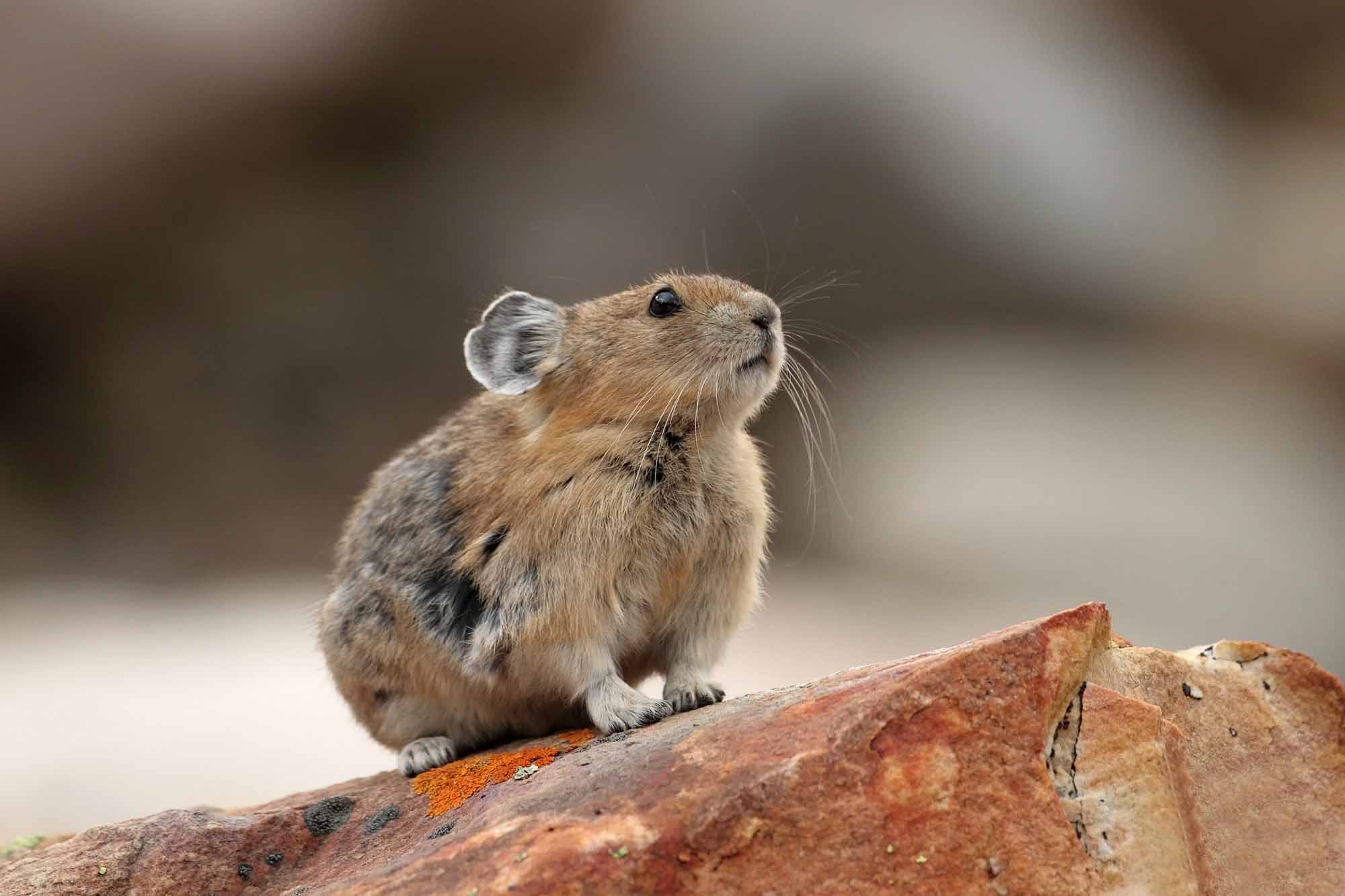 FAQ: What’s a Pika? – A Guide to Nature’s Cutest High-Altitude Critter