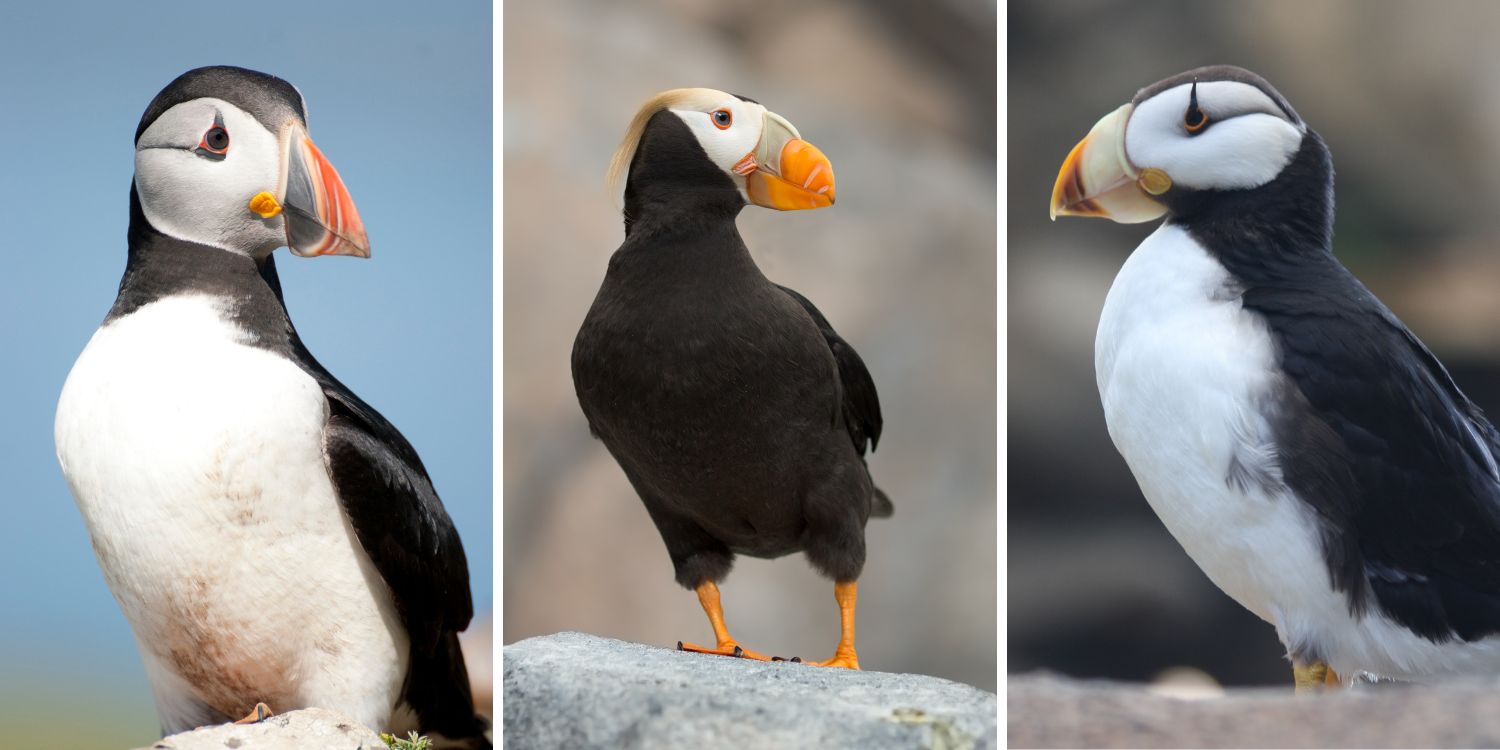 Meet the Puffins: A Guide to the 3 Puffin Species