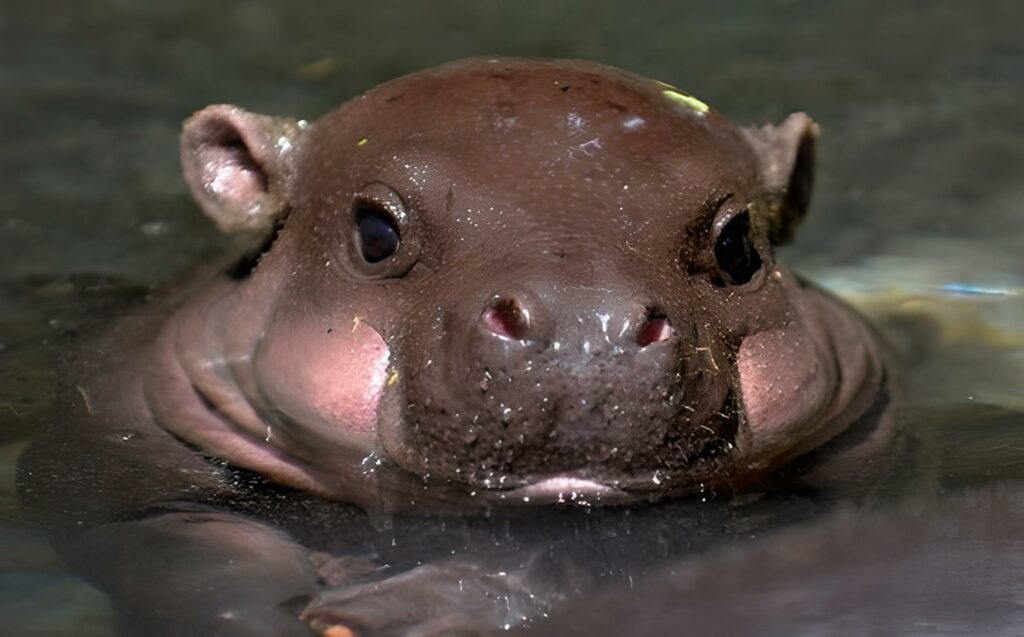 Meet the Pygmy Hippopotamus: The Tiny, Shy, and Utterly Adorable Cousin of the River Giant