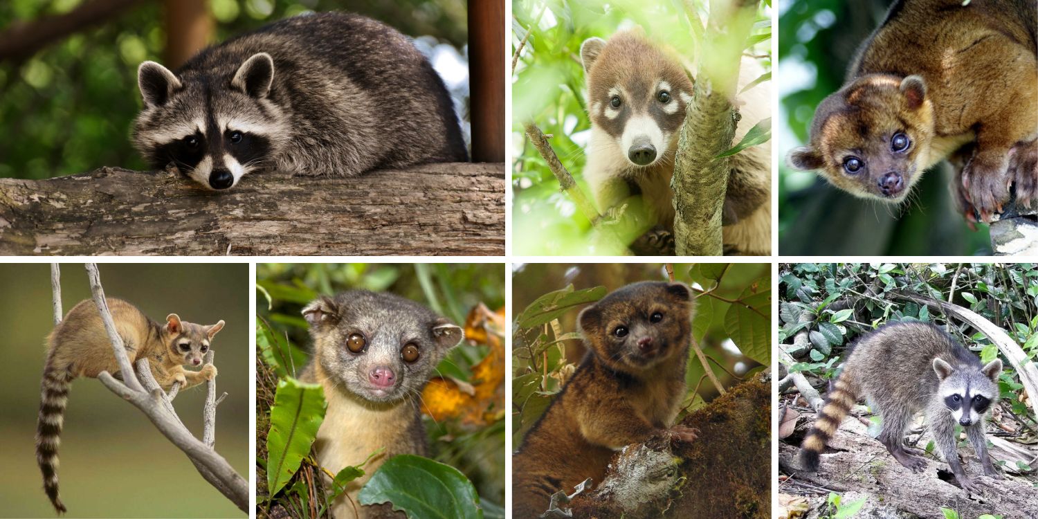 Meet the Raccoon Family: 7 Curious Cousins from the Americas