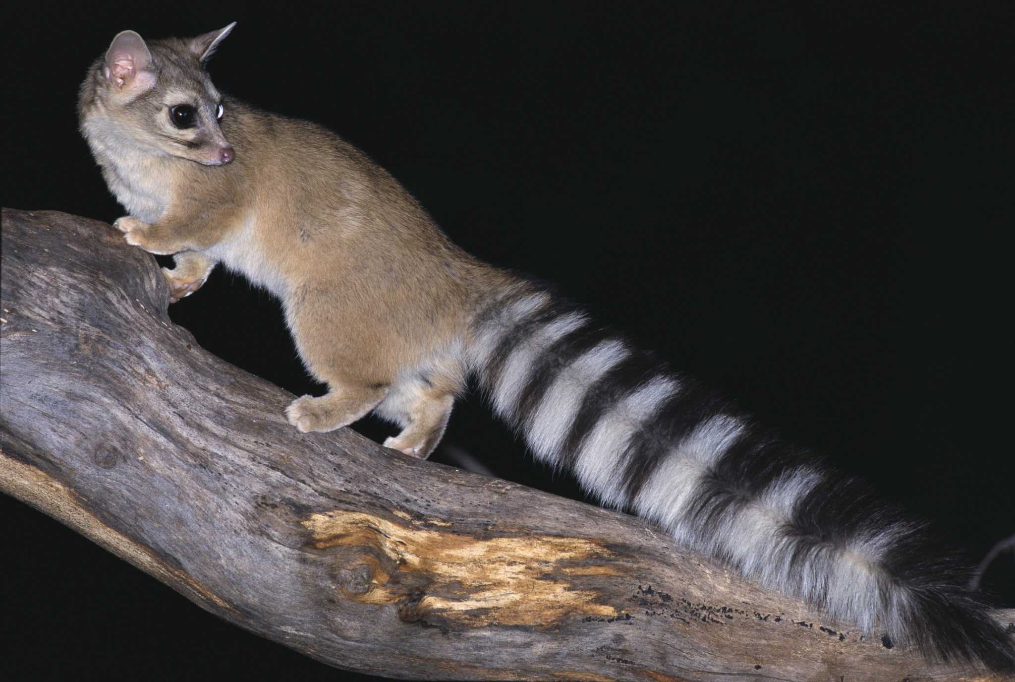 Meet the Ringtail: The Cat-Like Creatures of the Southwest