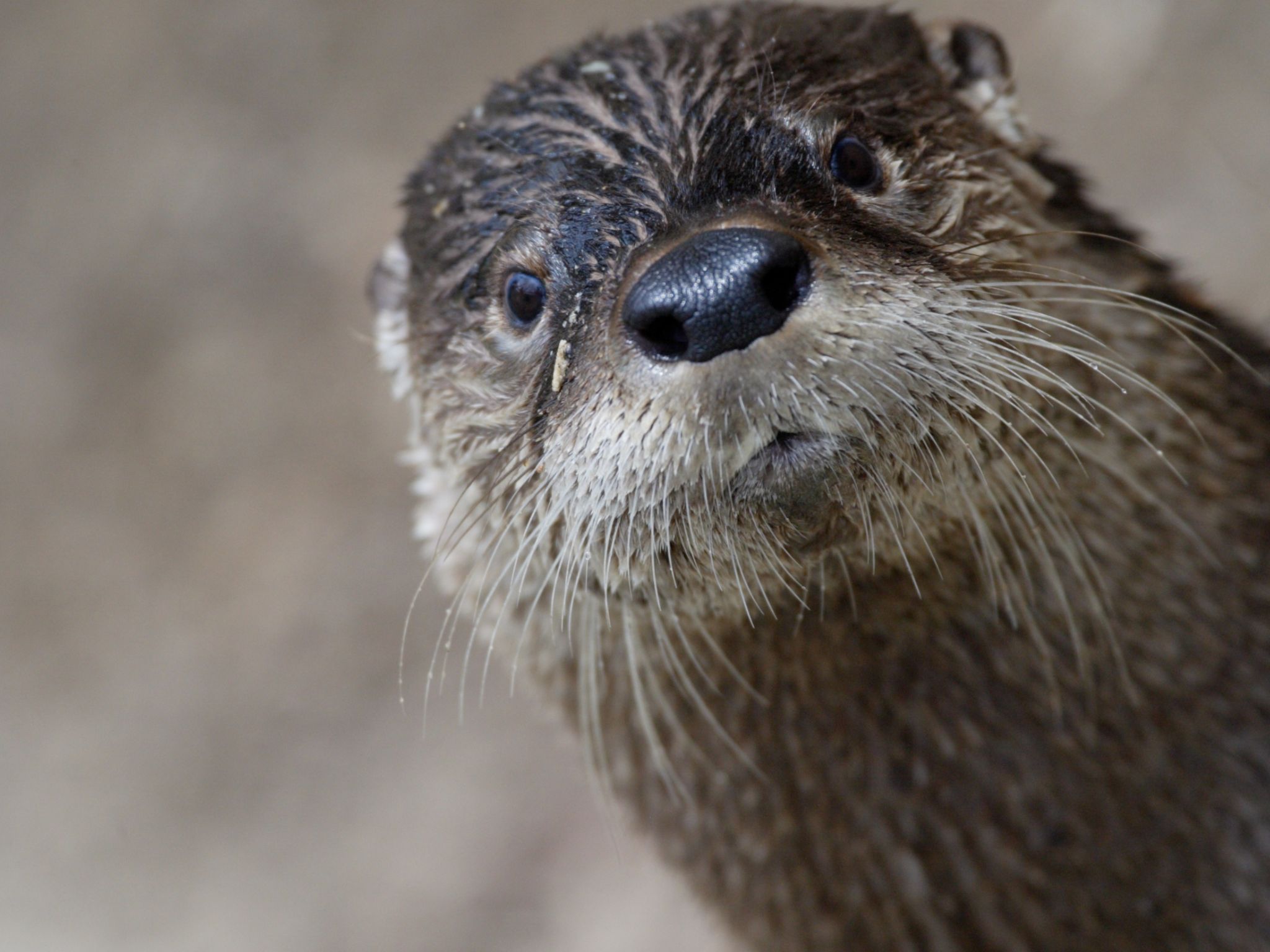 FAQ: What Are Mustelids?