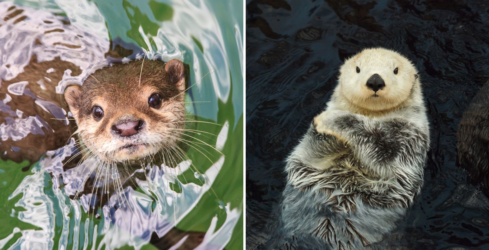 River Otters vs Sea Otters: What's the Difference? - AnimalPages