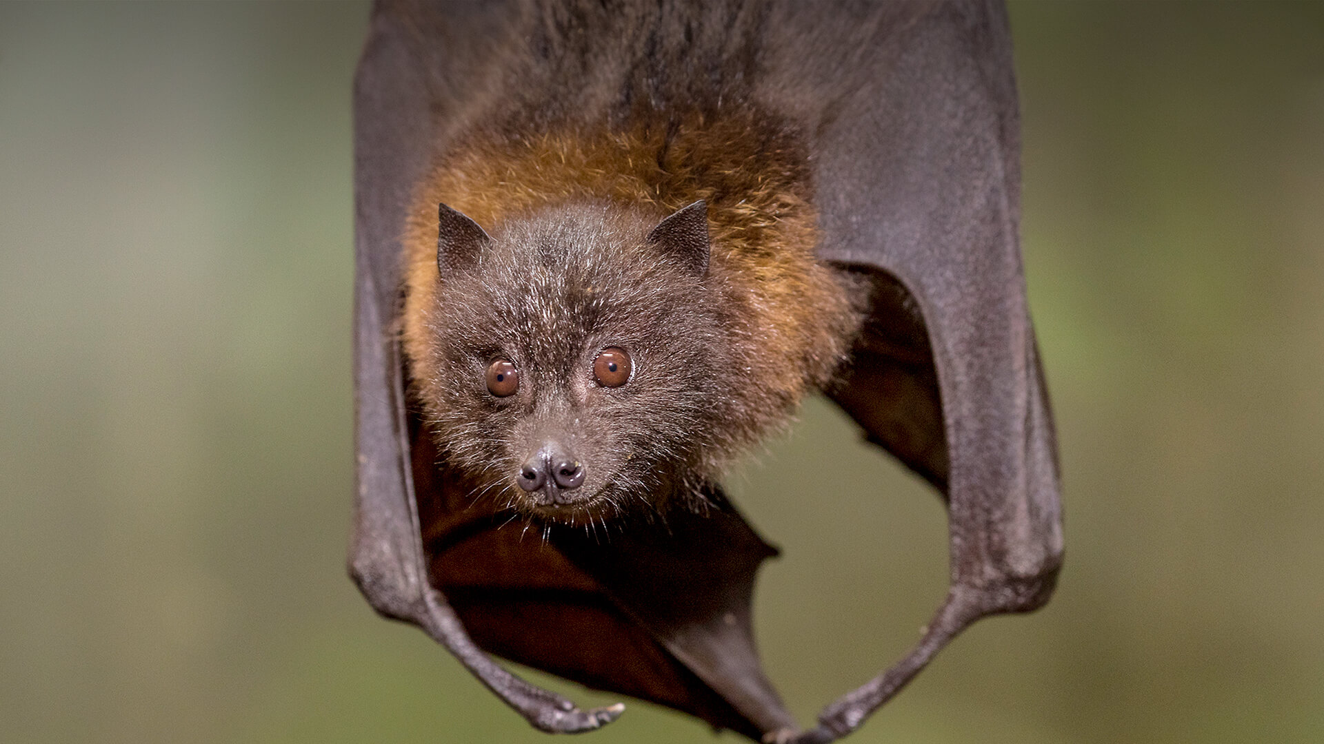 FAQ: Is it a Fruit Bat or a Flying Fox?