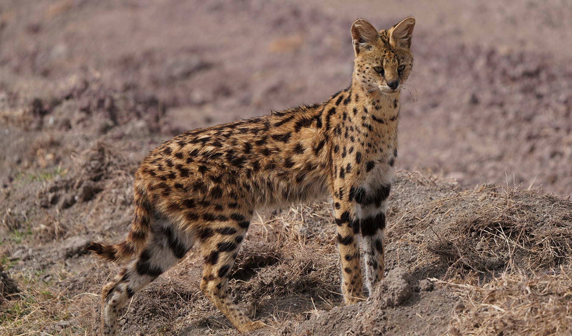 Meet the Serval