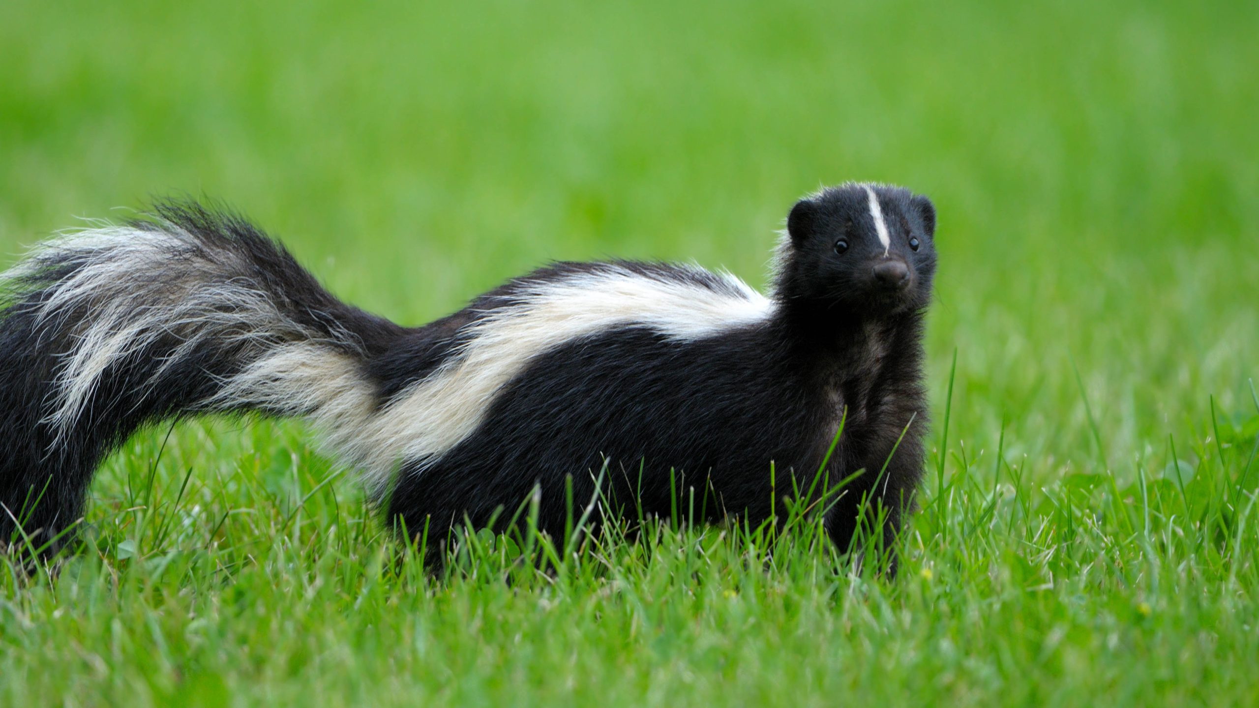 FAQ: Everything You Ever Wanted to Know About Skunks (But Were Afraid to Smell)