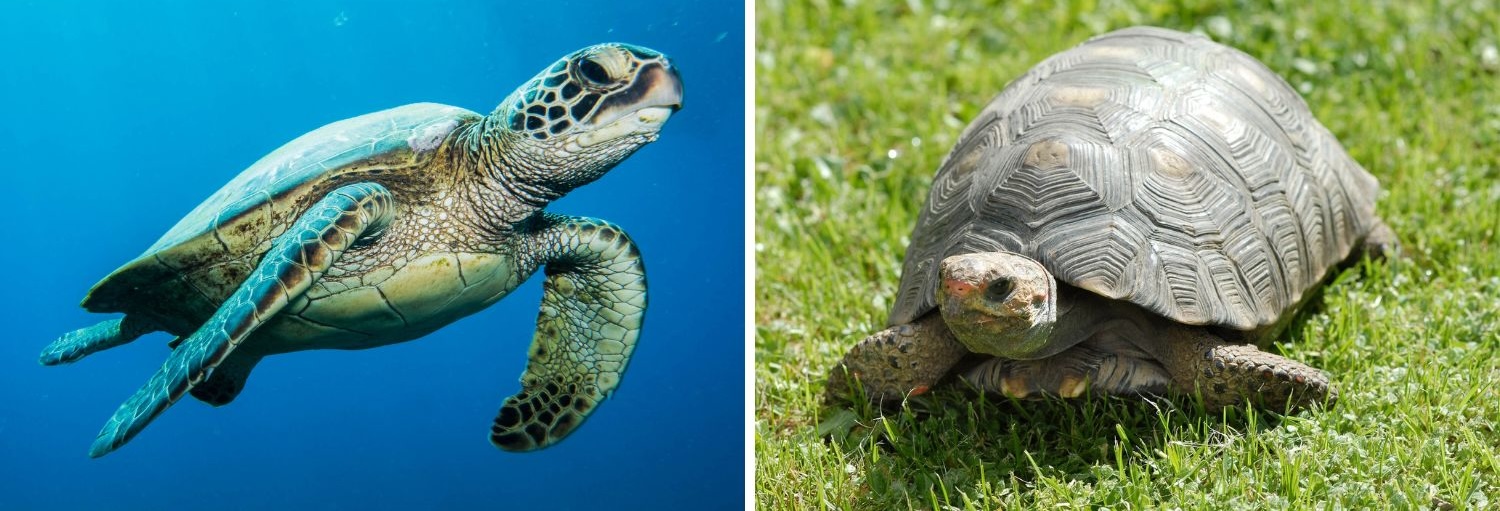 Turtles vs. Tortoises: What’s the Difference?