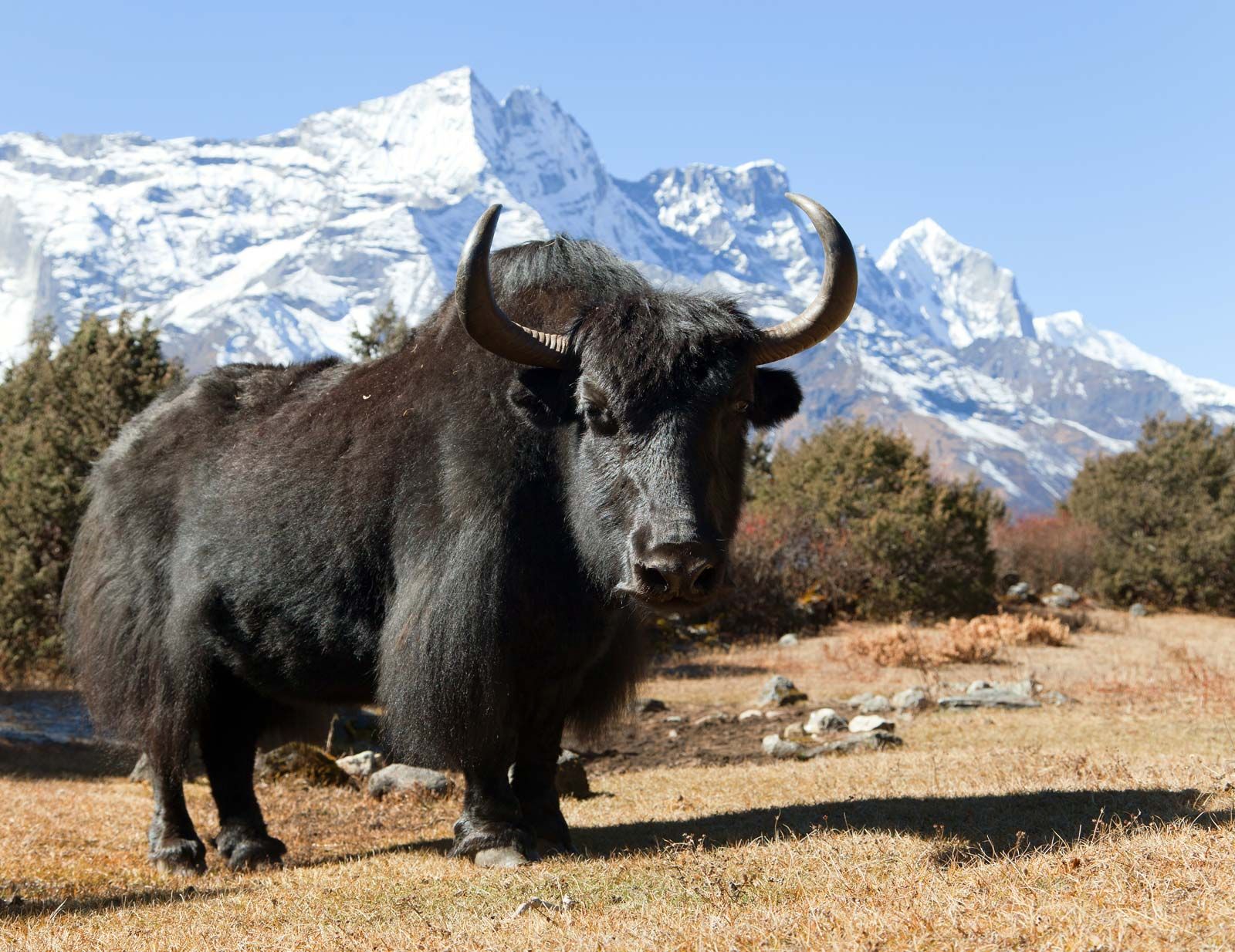 Meet the Yak: The High-Altitude Hero of the Himalayas