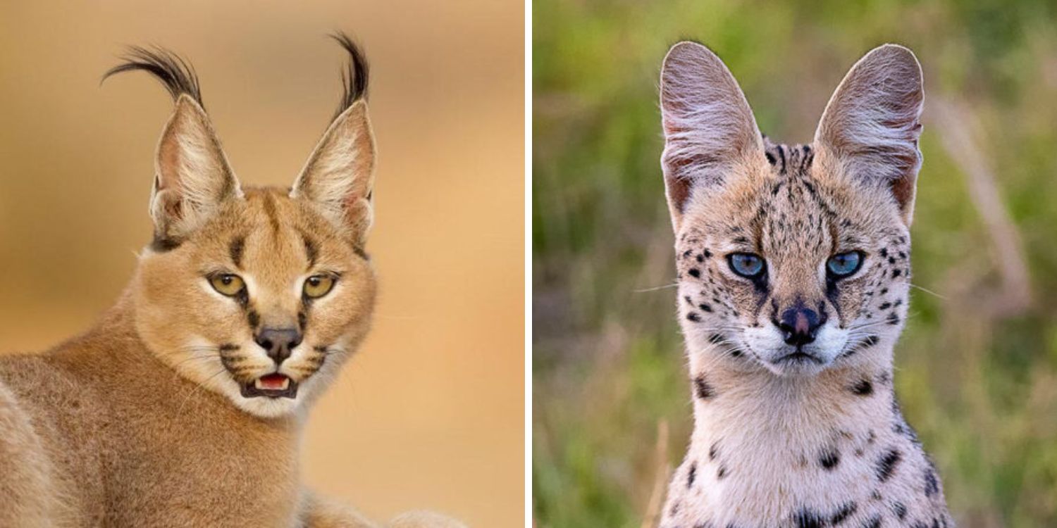 Caracal vs Serval: What’s the Difference?