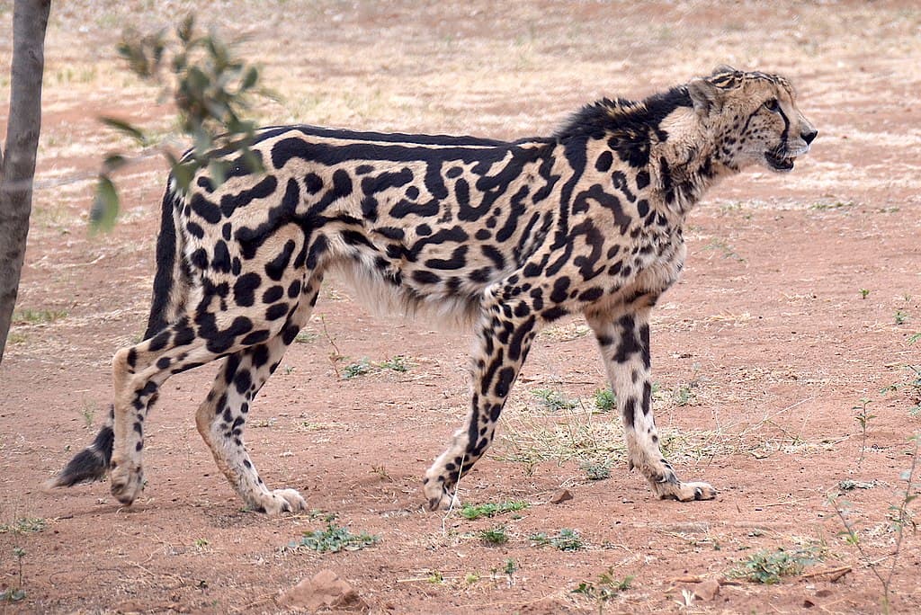 Meet the King Cheetah: A Rare and Regal Feline