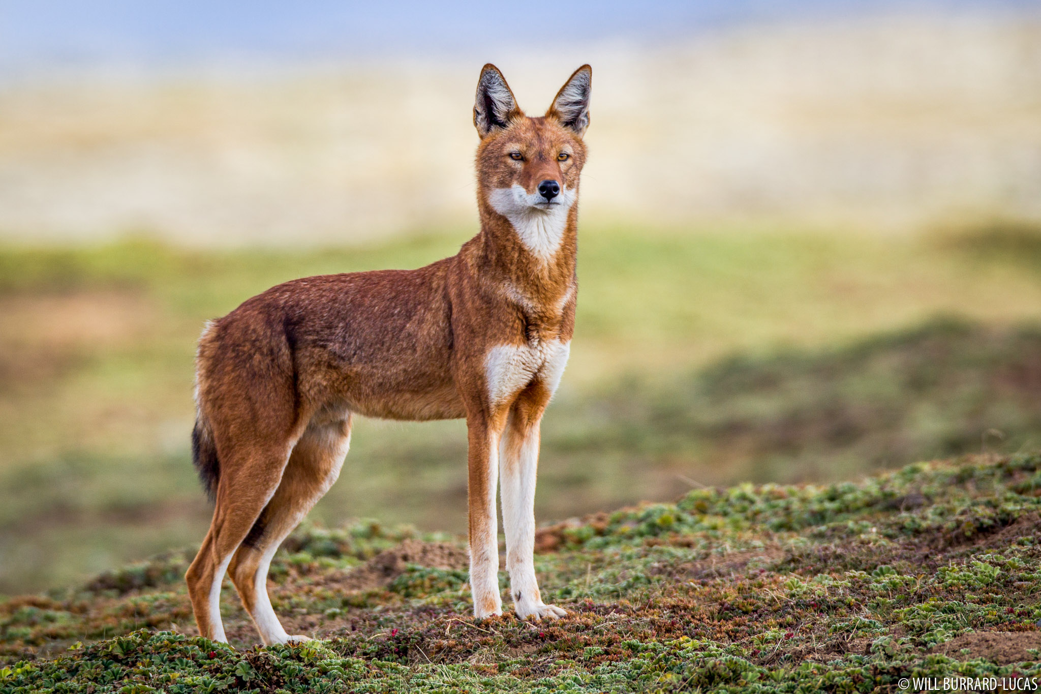 Meet the the Ethiopian Wolf: Africa’s Rarest Canine