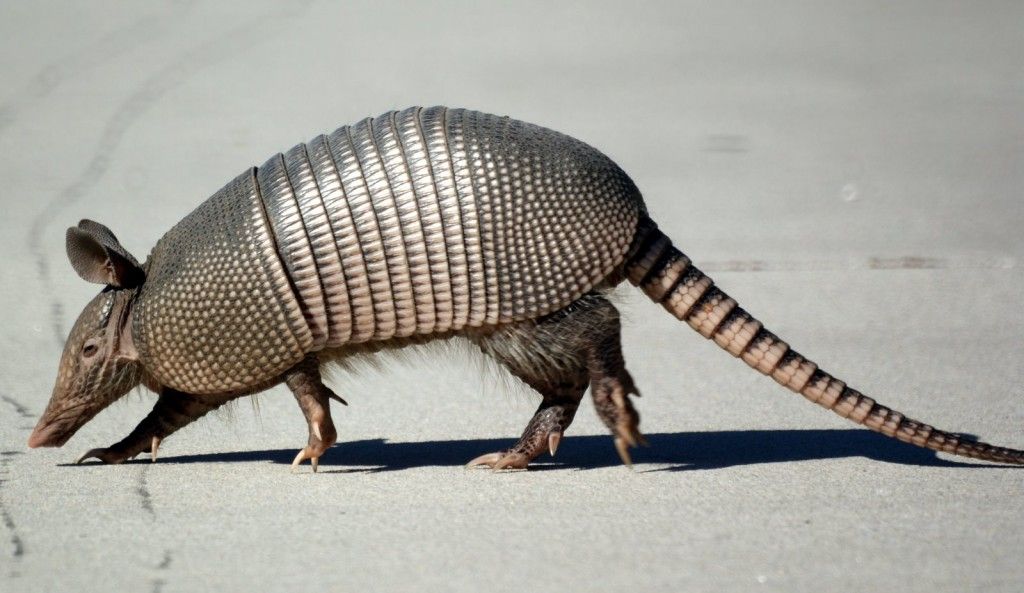 Meet the Armadillo: 11 FAQ on Nature’s Little Tank