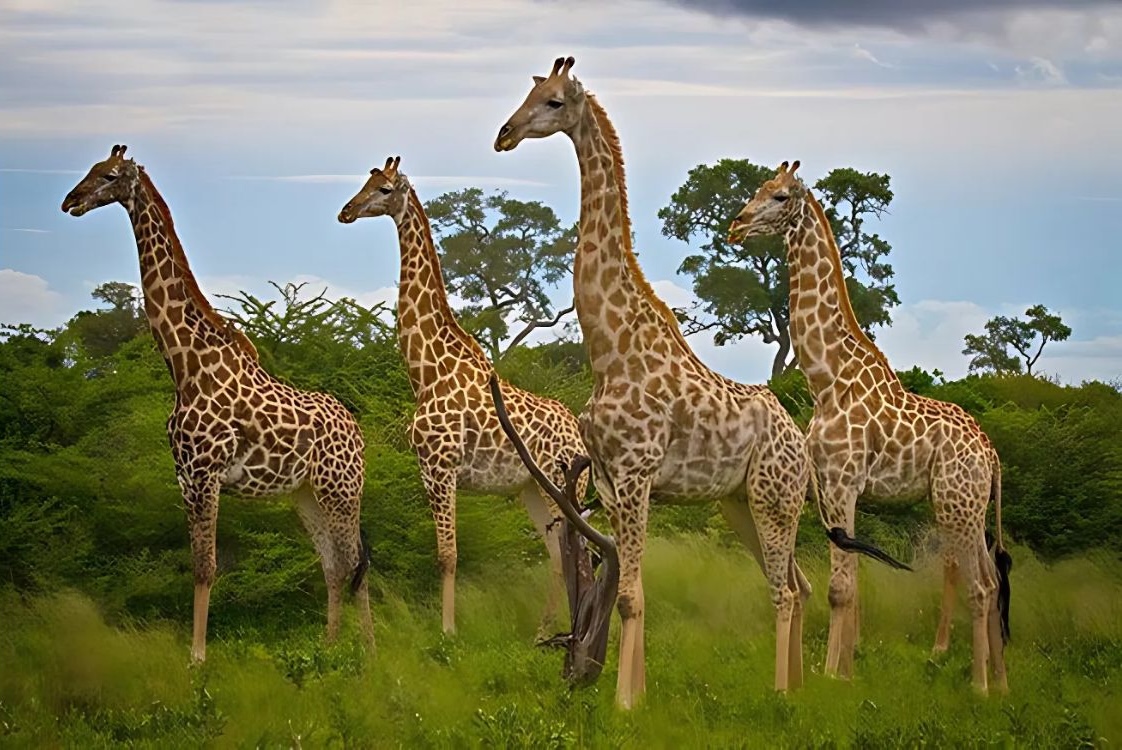 FAQ: How Many Types of Giraffes Are There?