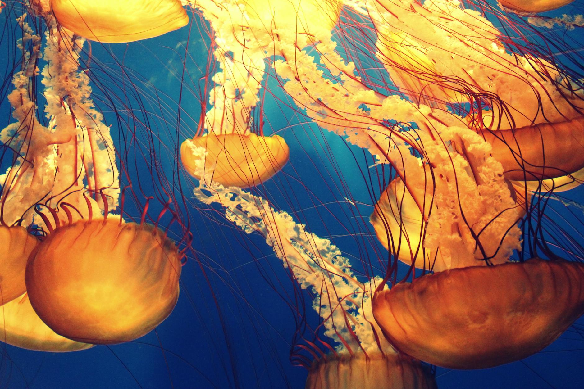 37 Fascinating Facts About Jellyfish: From Glowing Blobs to Ancient Survivors